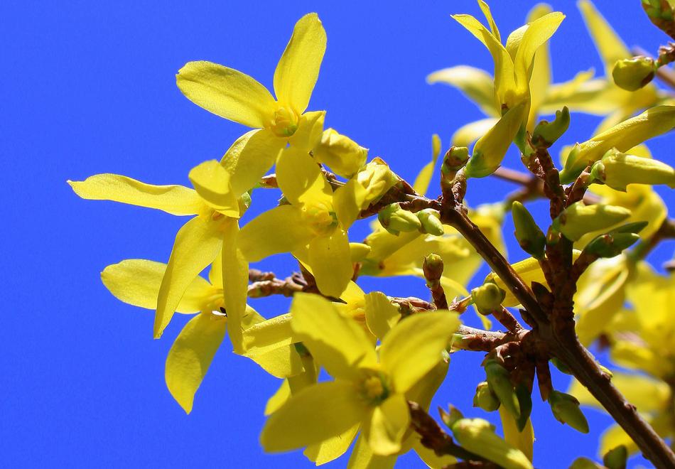 Forsycje Bush Nature