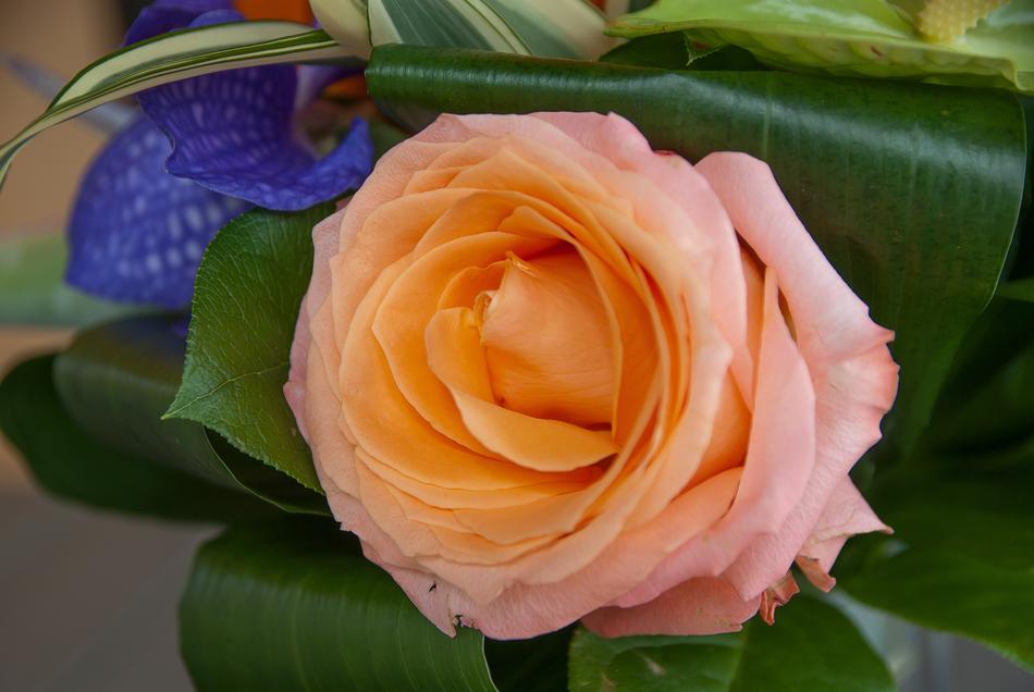 Flower Pink Rosebush