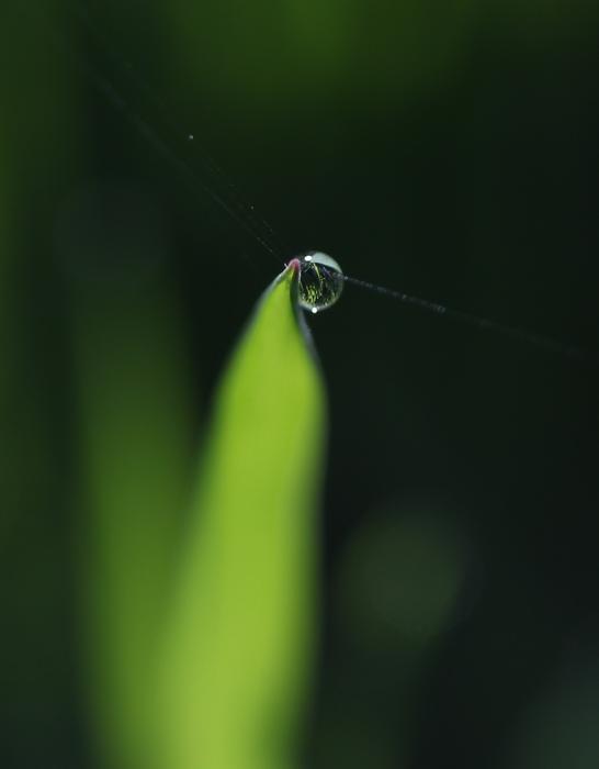 Grass Dew Green