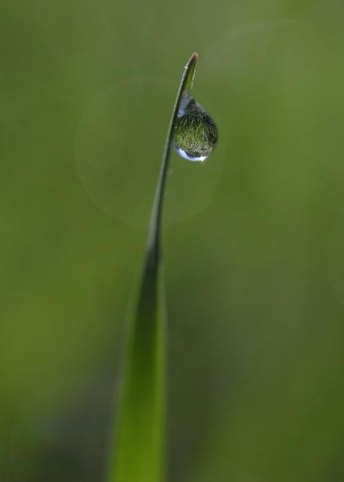 Grass Dew Green