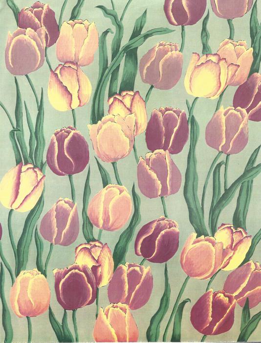 flower flora tulip floral color