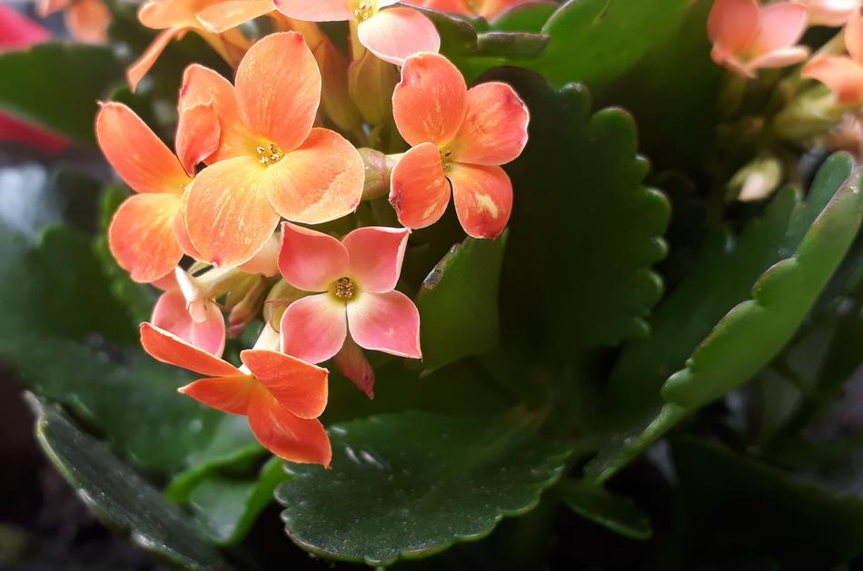 Flowers Orange Plant