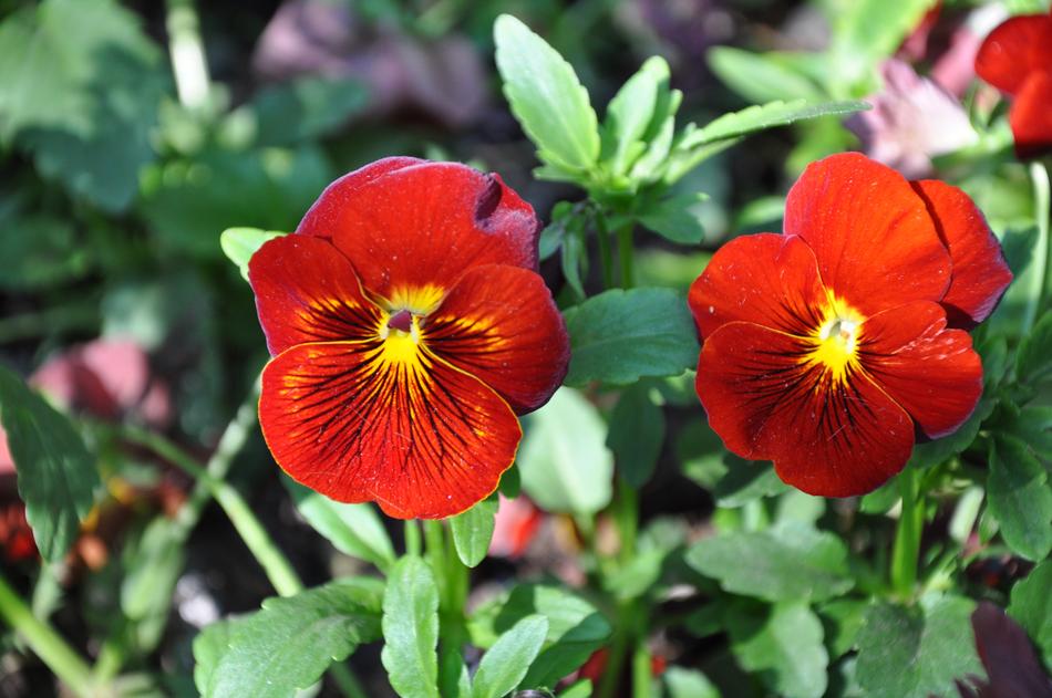 Nature Plant Flower