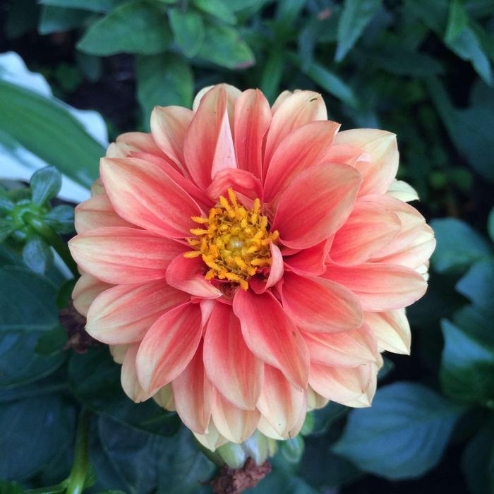 Flora Garden Flower