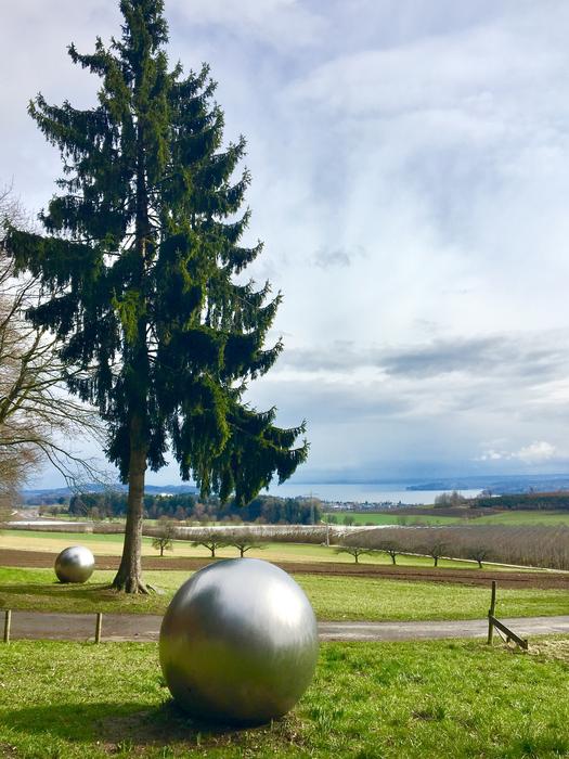 Tree Ball Meadow Lake