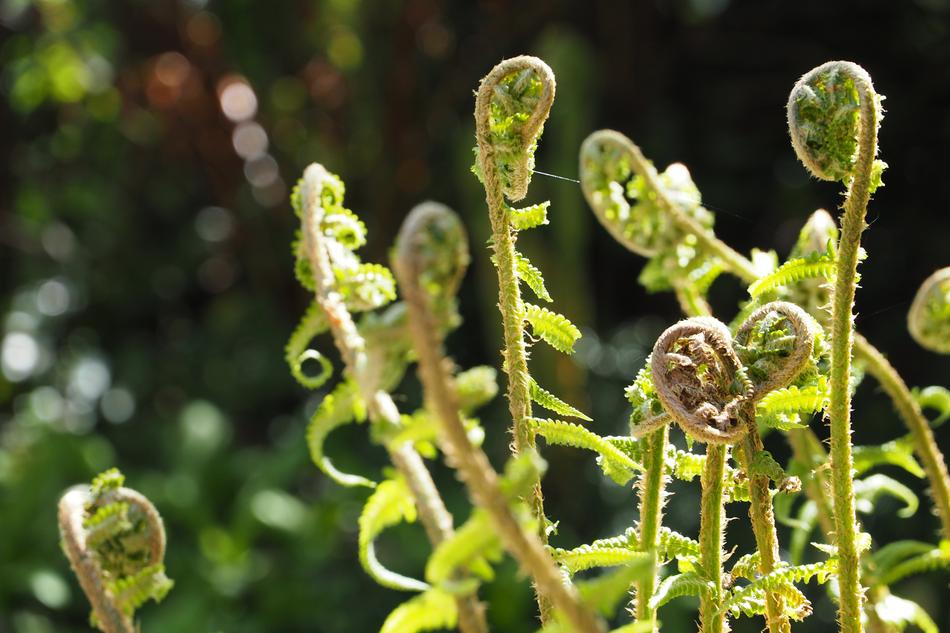 Leaf Nature Garden