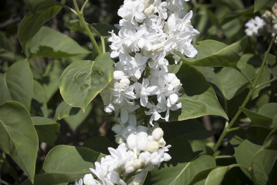 Flower Plant Nature