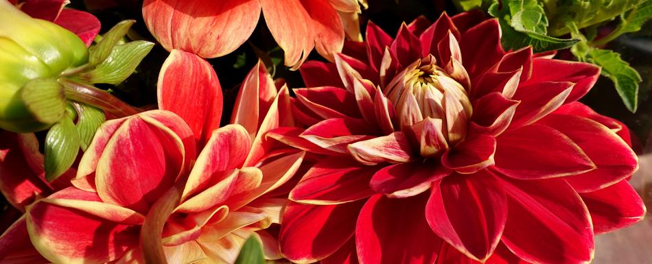 Dahlia Plant Flower