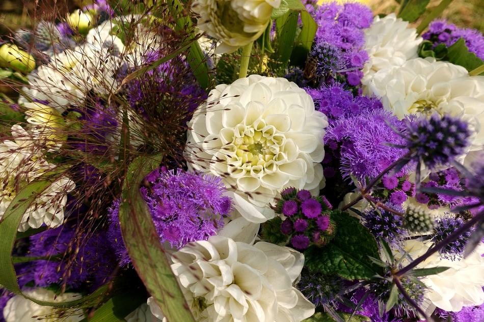 Dahlias Summer Flowers Colorful