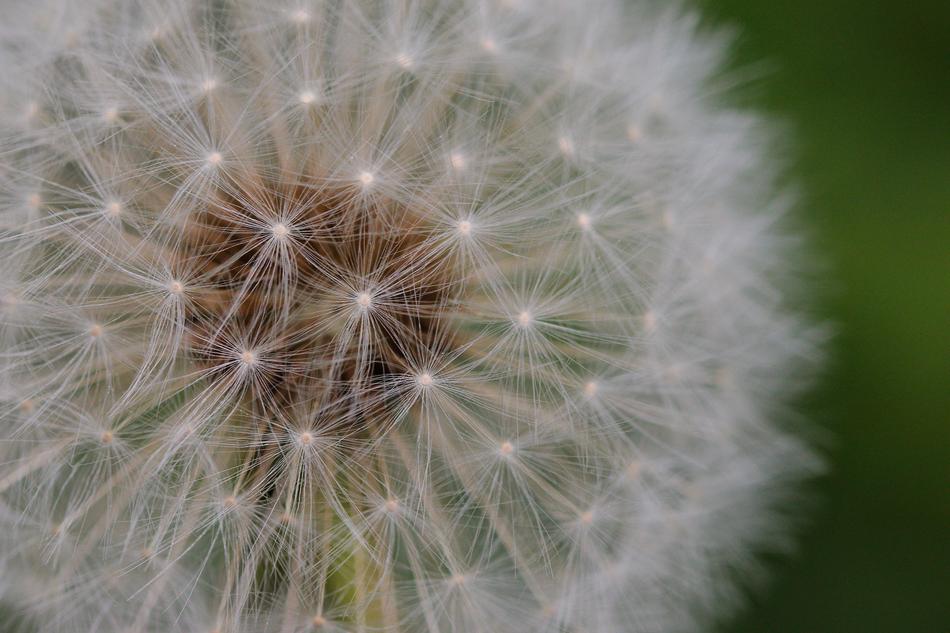 Dandelion Fluffy Seeds