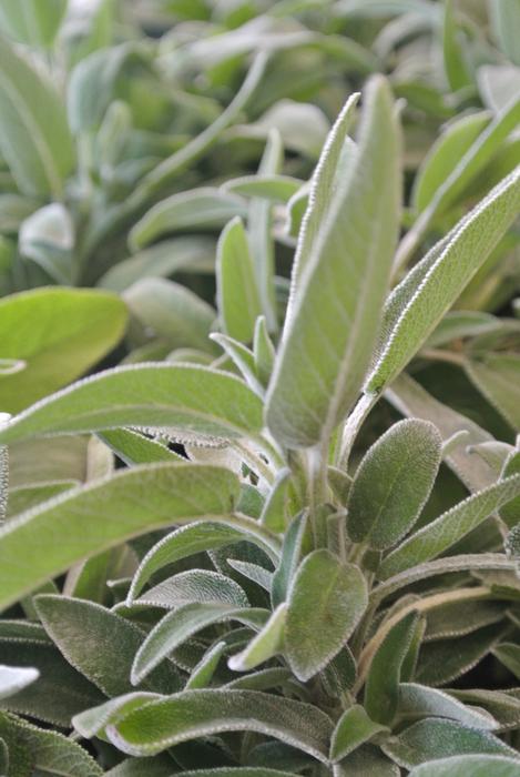 Plant Nature Leaf