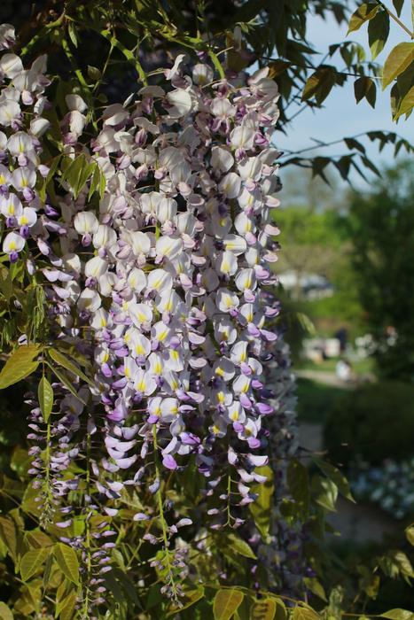 Plant Flower Nature