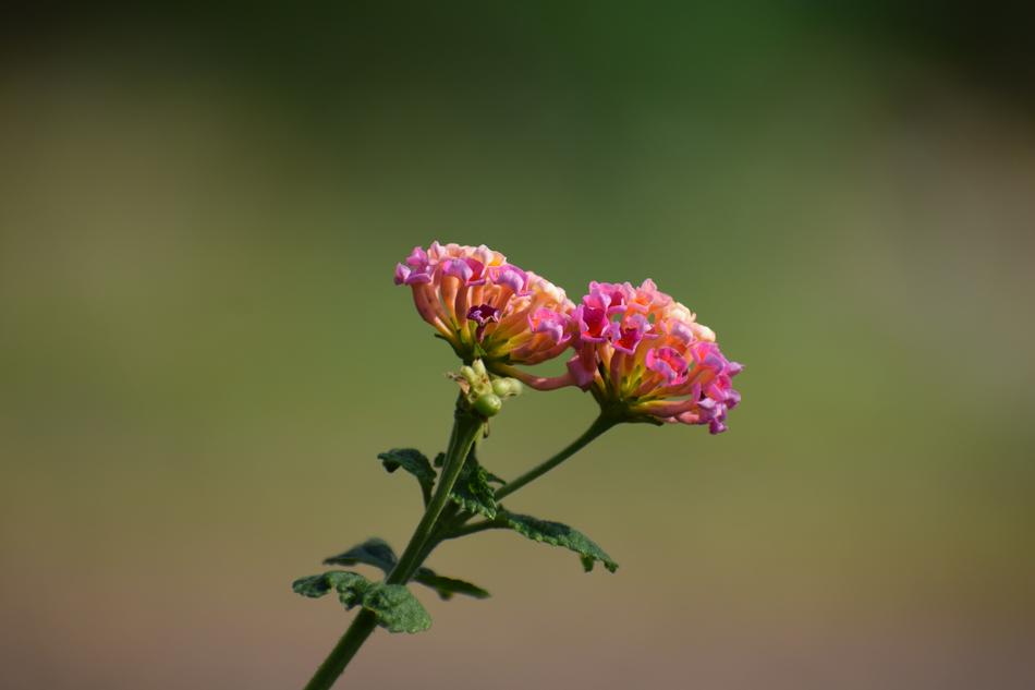 Wildflower Colorful Nature