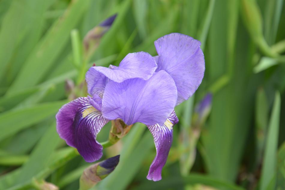 Flower Lilac Nature
