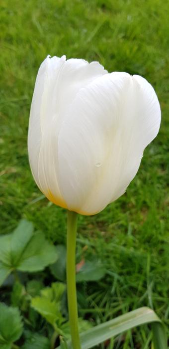 Nature Flower Flora