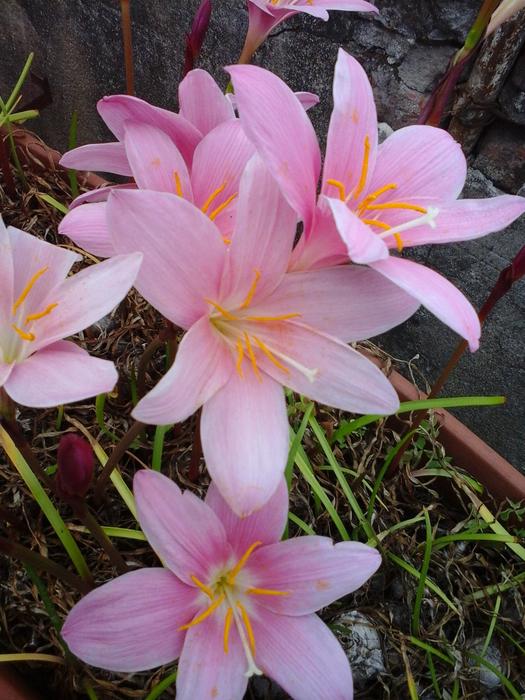 Flower Nature Plant