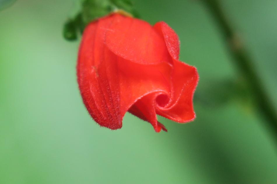 Hanging Bell Flower Nature