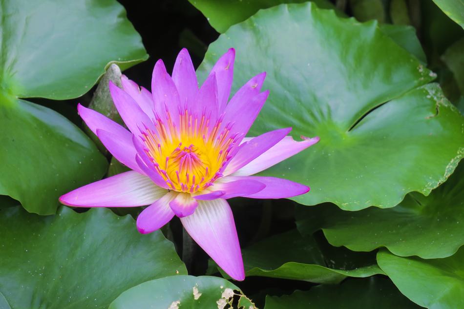 purple flower with beautiful foliage