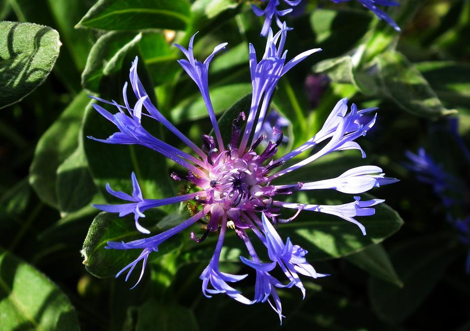 Nature Plant Flower