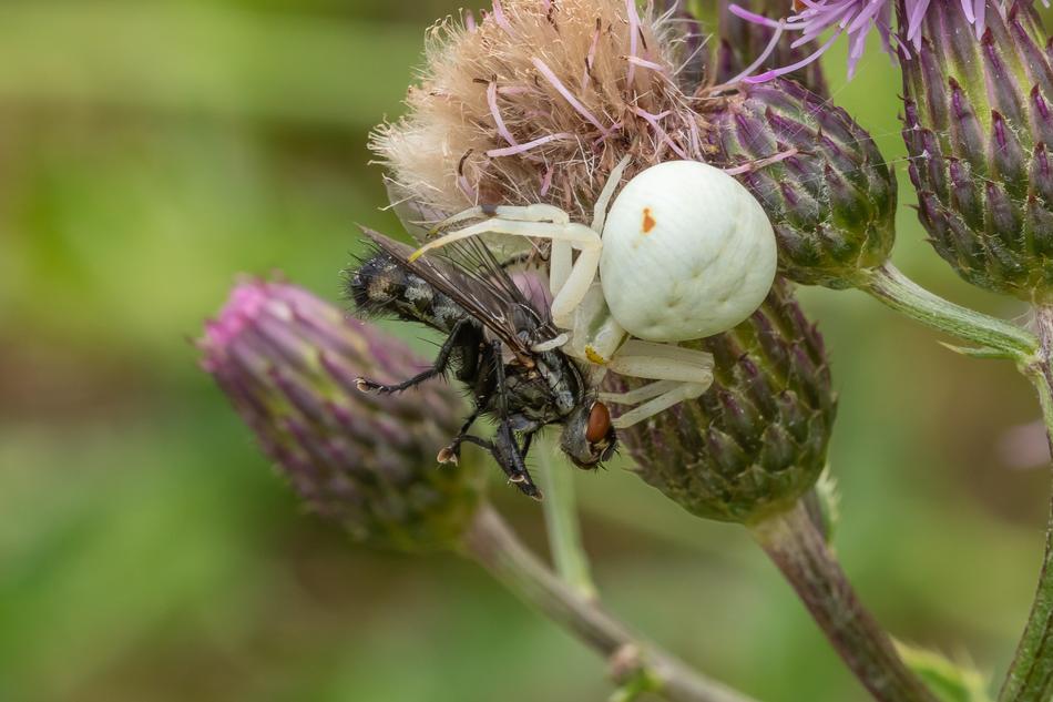 Dorsata Spider Fly