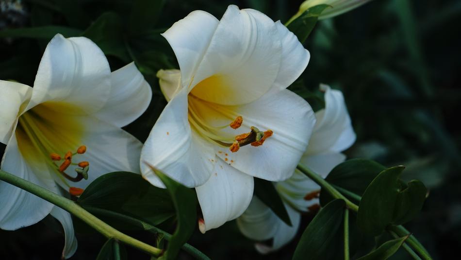 Garden Lily Bloom