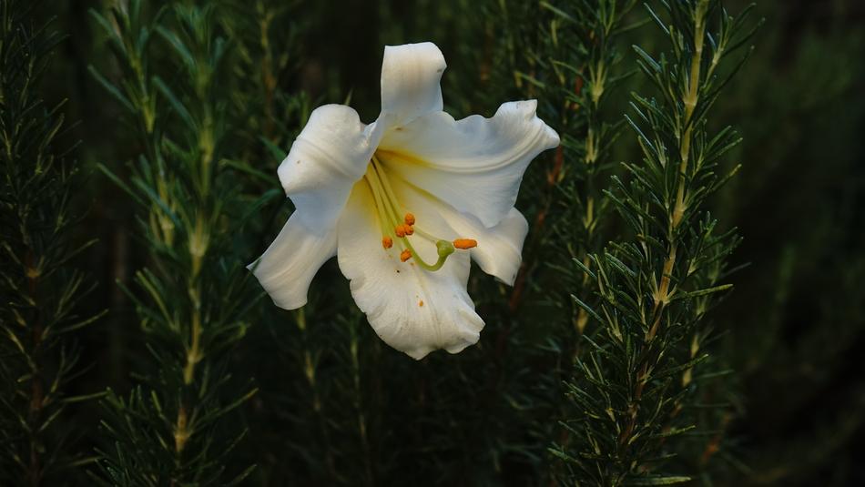 Lily Bloom White