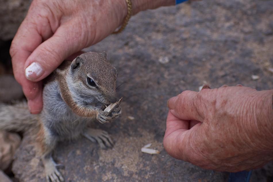 Gophers Hand Stroke