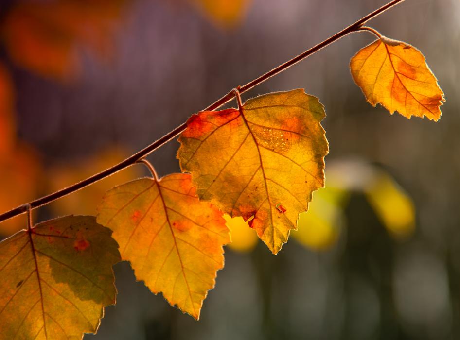 Leaf Summer Sunrise