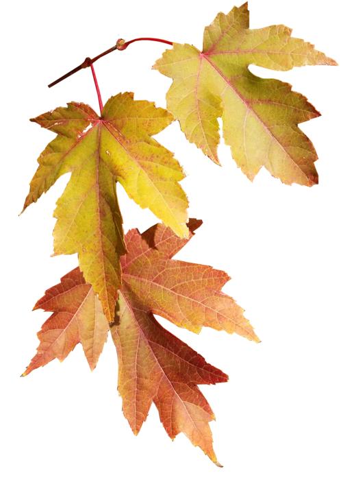 a branch with leaves
