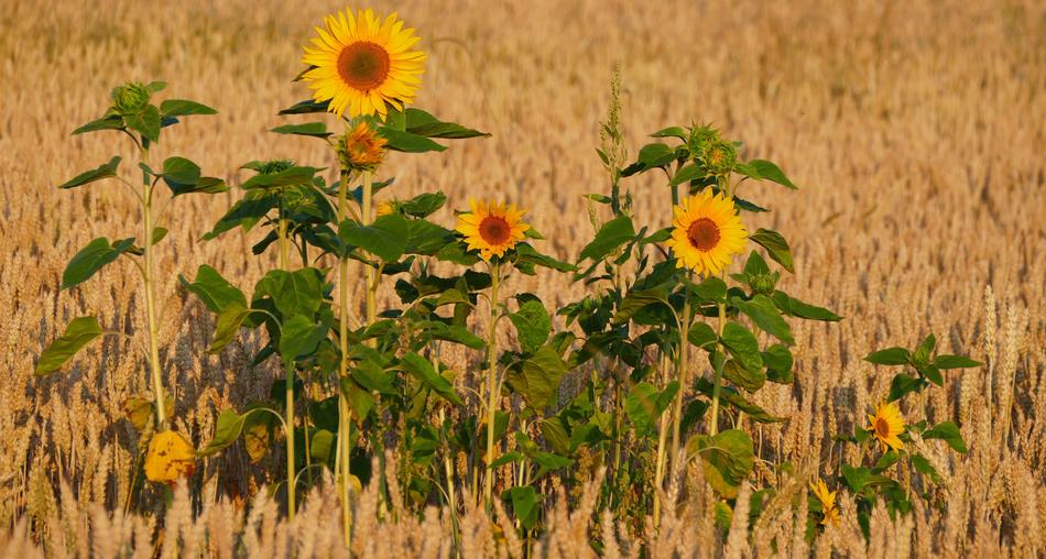 Nature Agriculture Cornfield