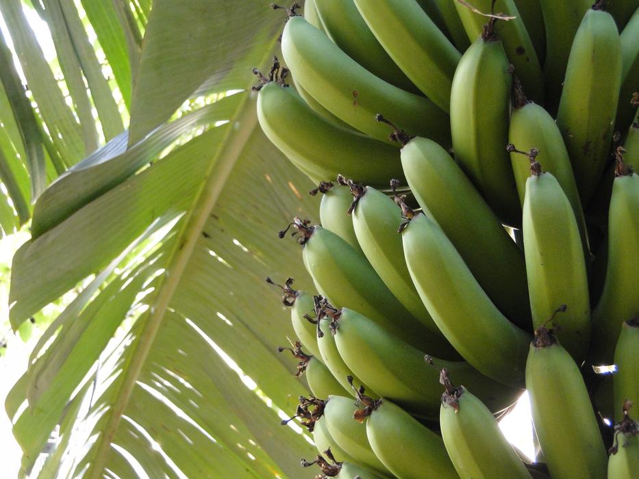 Banana Plant Fruit