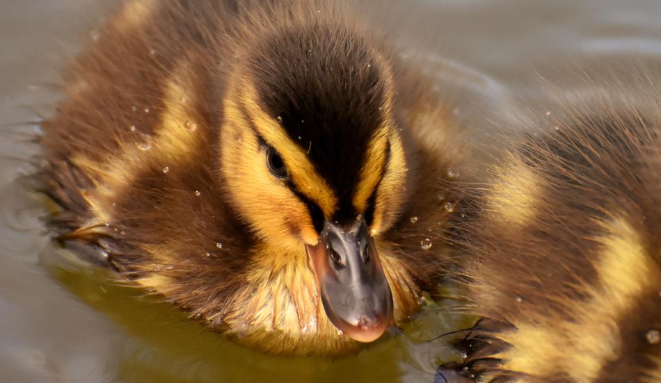 Mallard Ducklings Duck