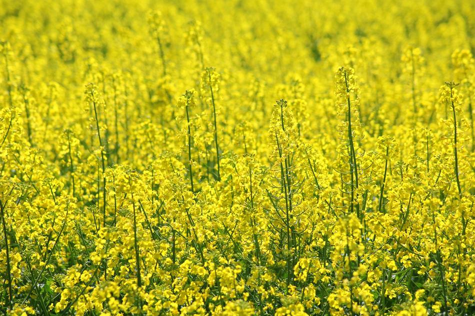 Rapeseed Canola Field Blooming