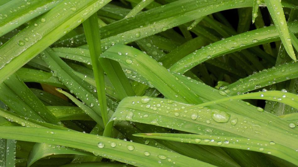 Plant Sheet Nature