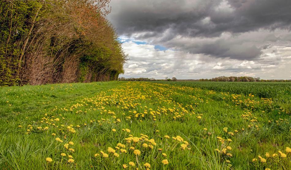 Grass Nature Field