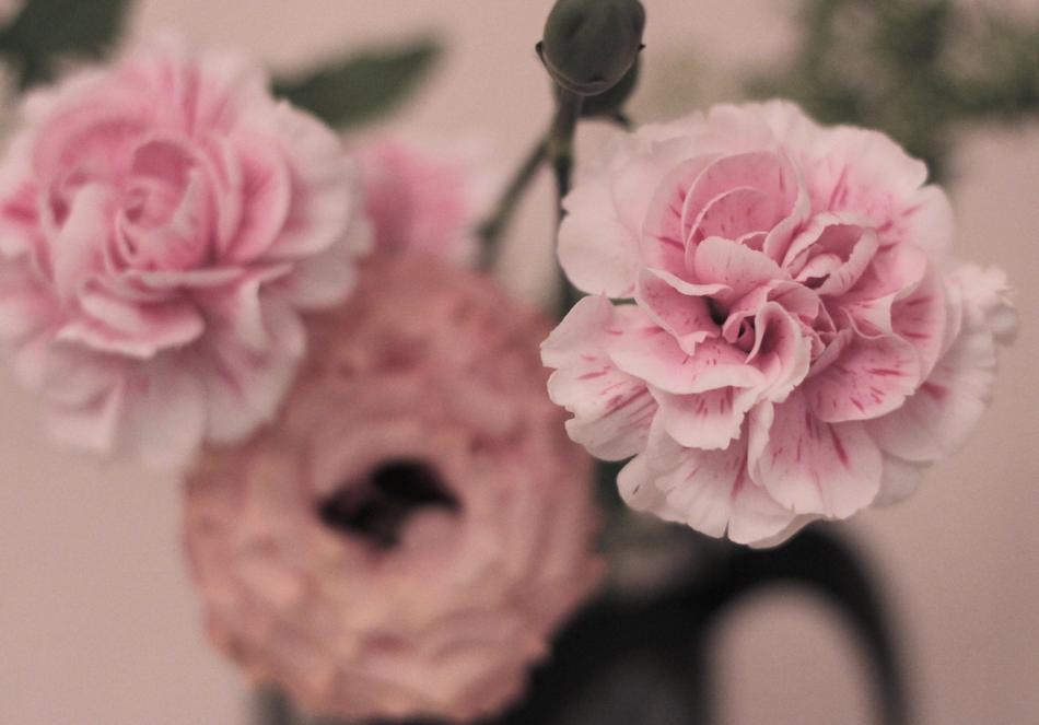 Flowers Plant Rose