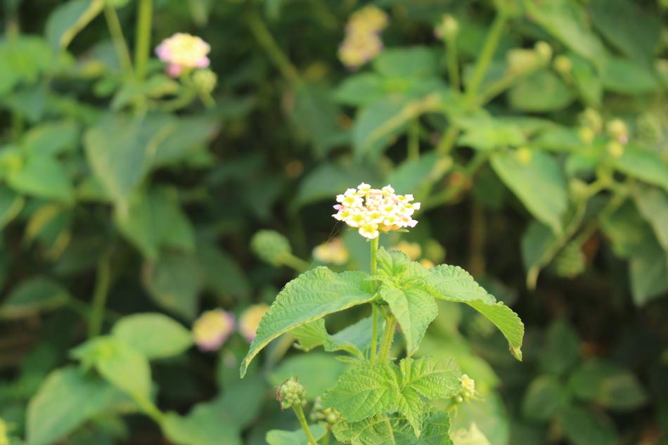 a little flower in a green leafy landscape