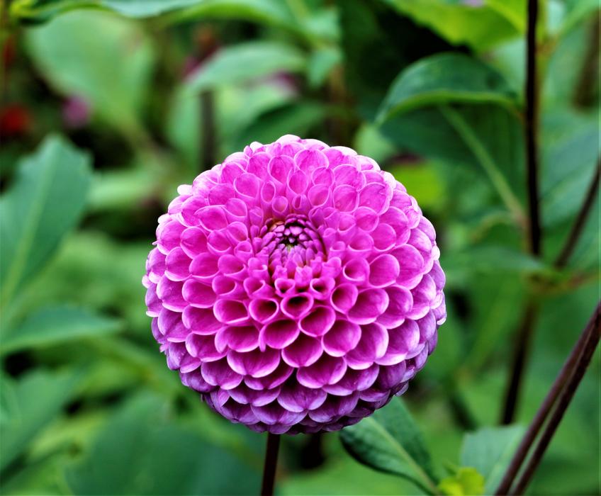 Nature Plant Flower