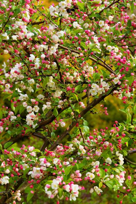 Apple Tree Spring Blossom