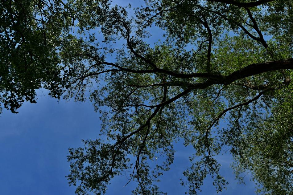 Forest Trees Branches