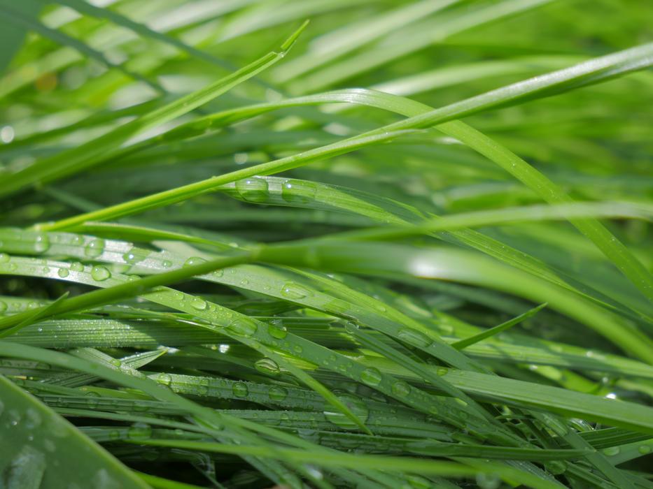 Nature Grass Rosa