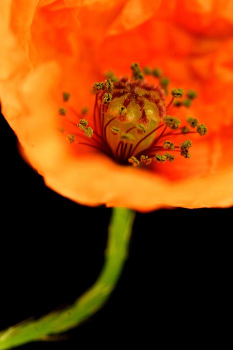 Flower Poppy Field Corn
