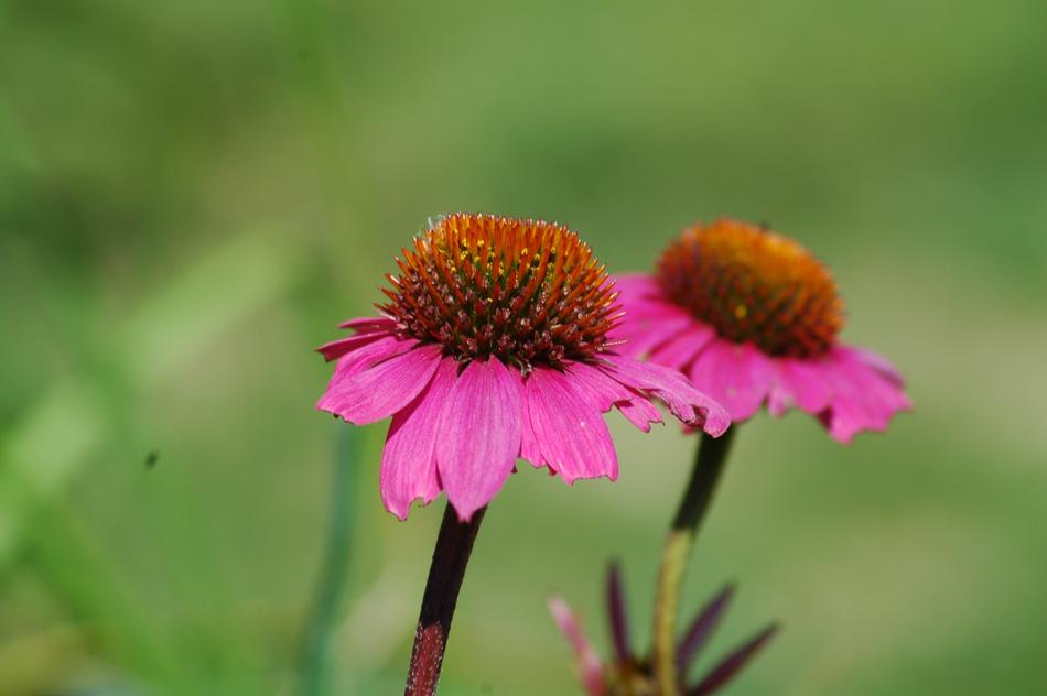 Nature Flower Flora