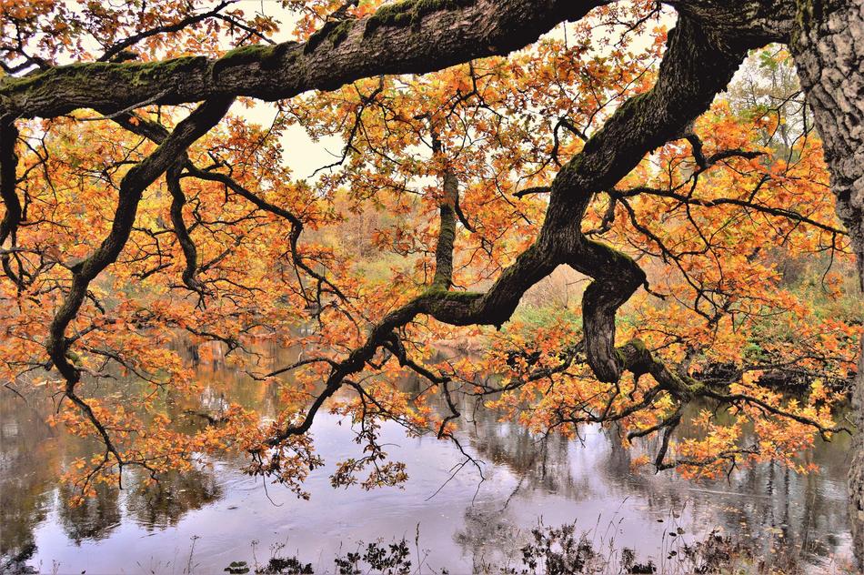 Tree Autumn Nature