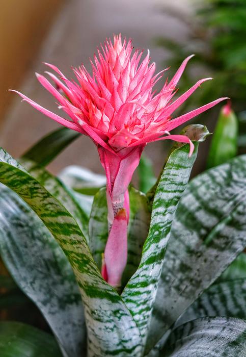 Flaming Torch Pot Plant Blooming