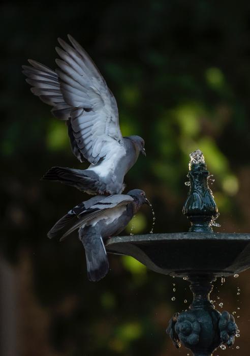 Water Pigeons Nature