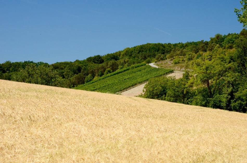 Wheat Wine Vines