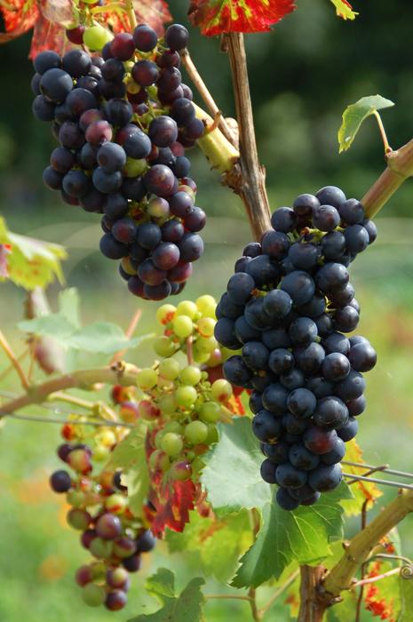 Fruit Nature Sheet