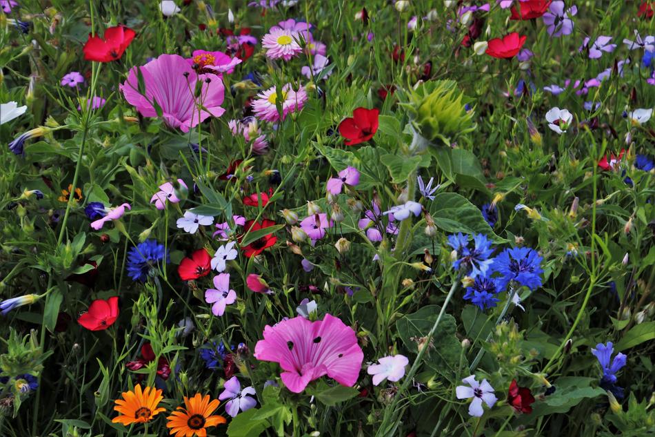 Flowers Meadow Garden The Beasts