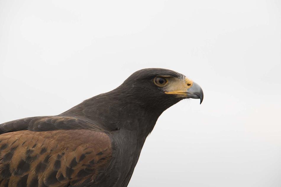 brown eagle wild